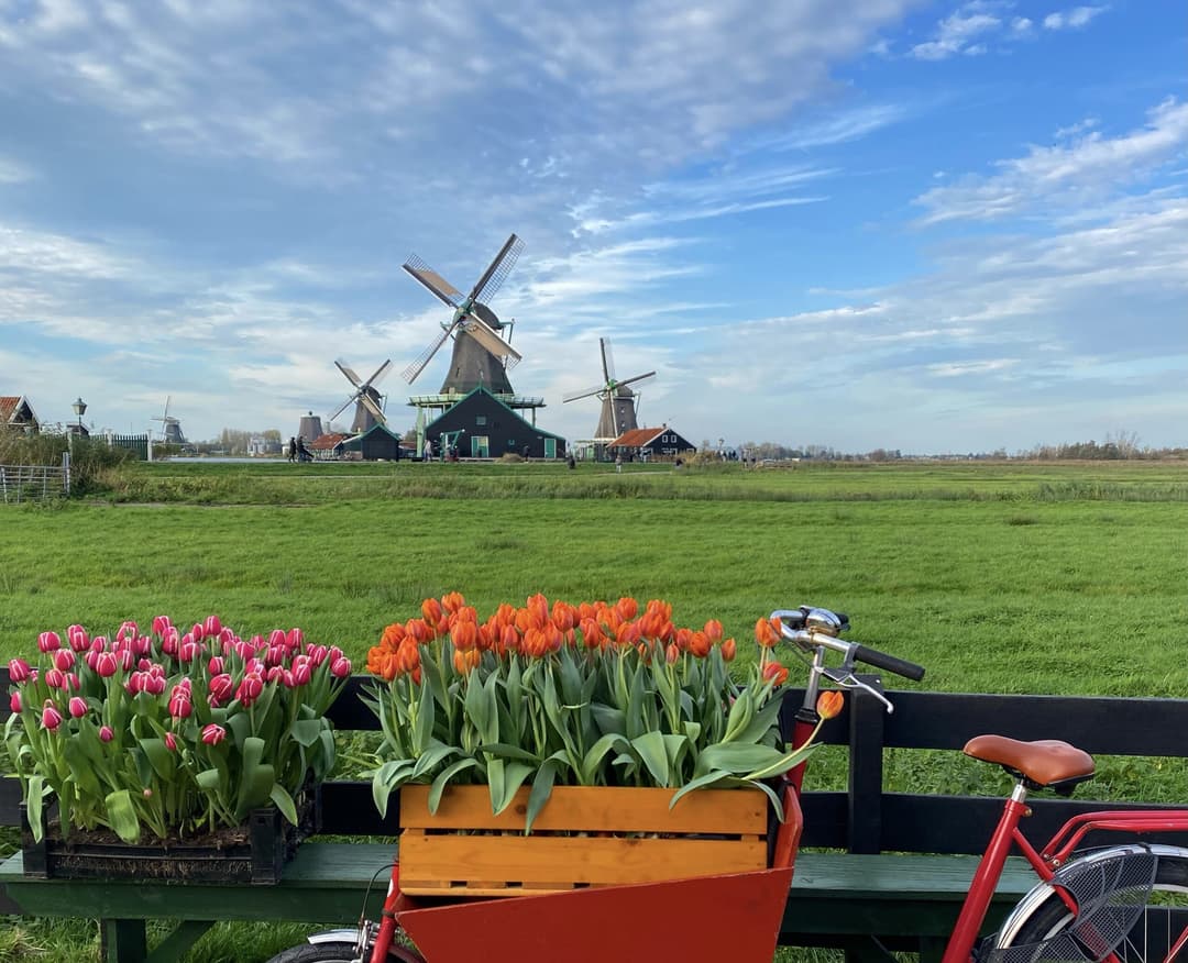 Tulips at The Zaanse Schans