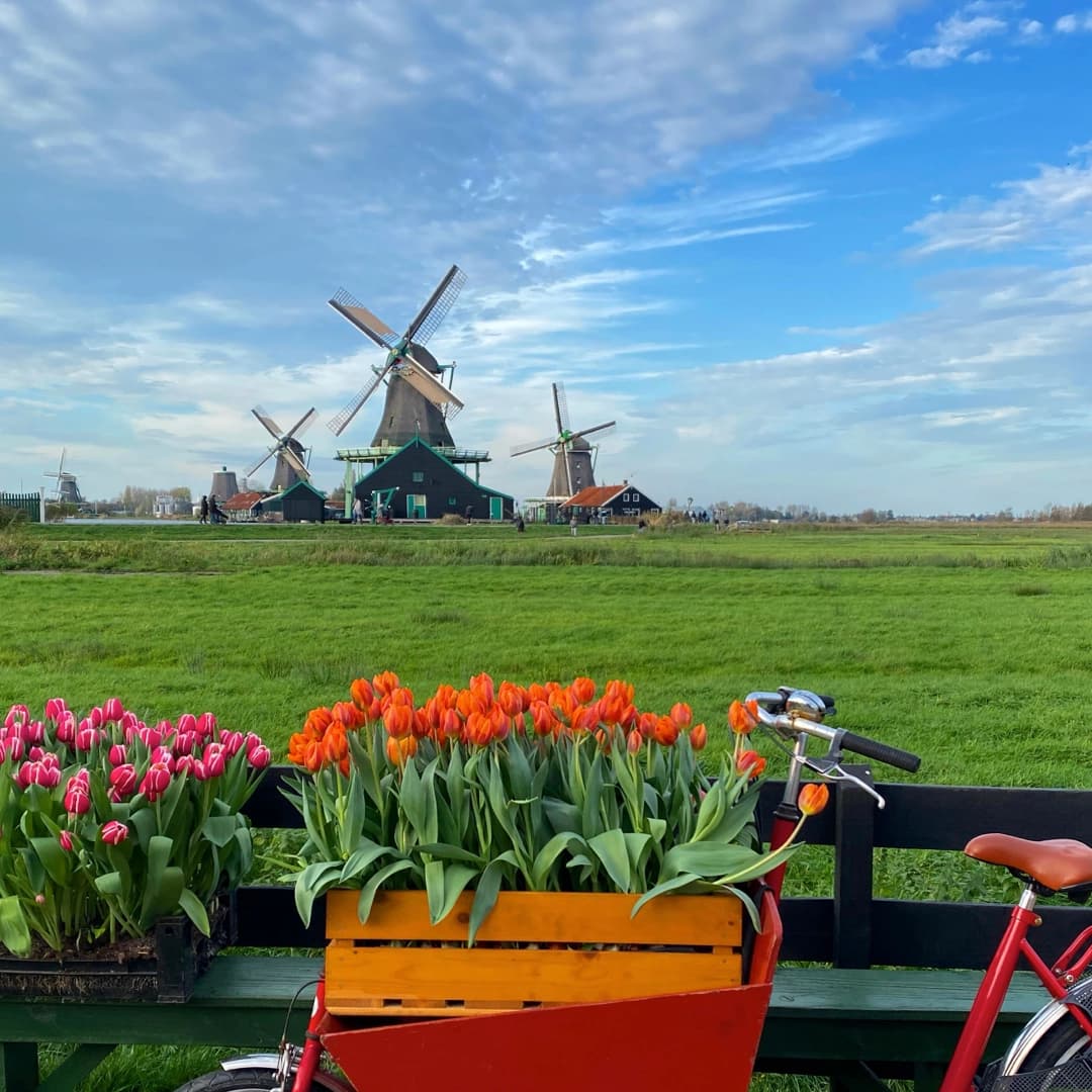 Tulips at The Zaanse Schans