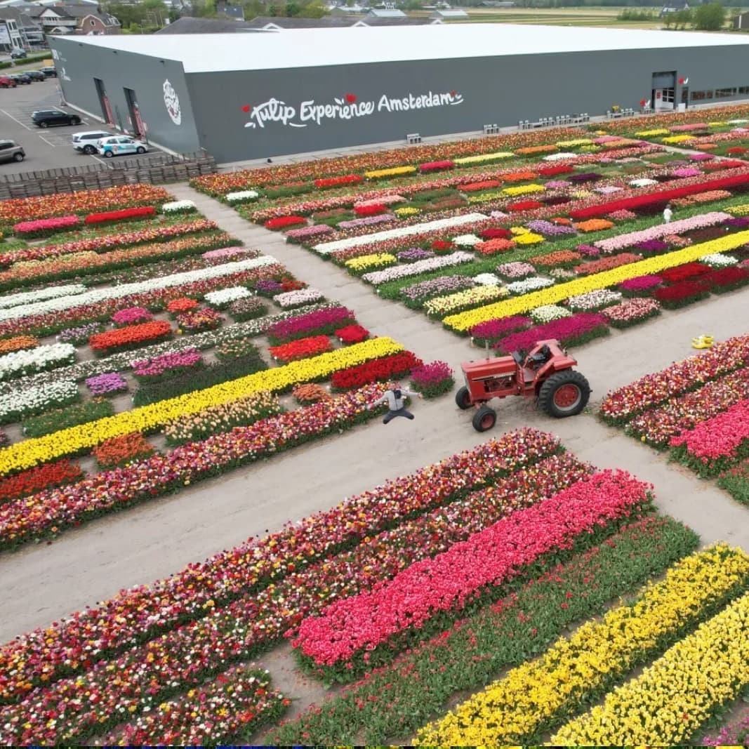Visit tulip festivals with Tulip Tours Holland