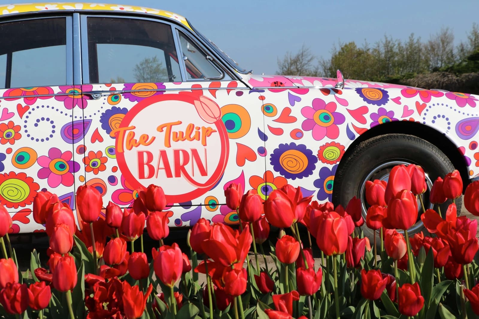 Visit tulip festivals with Tulip Tours Holland