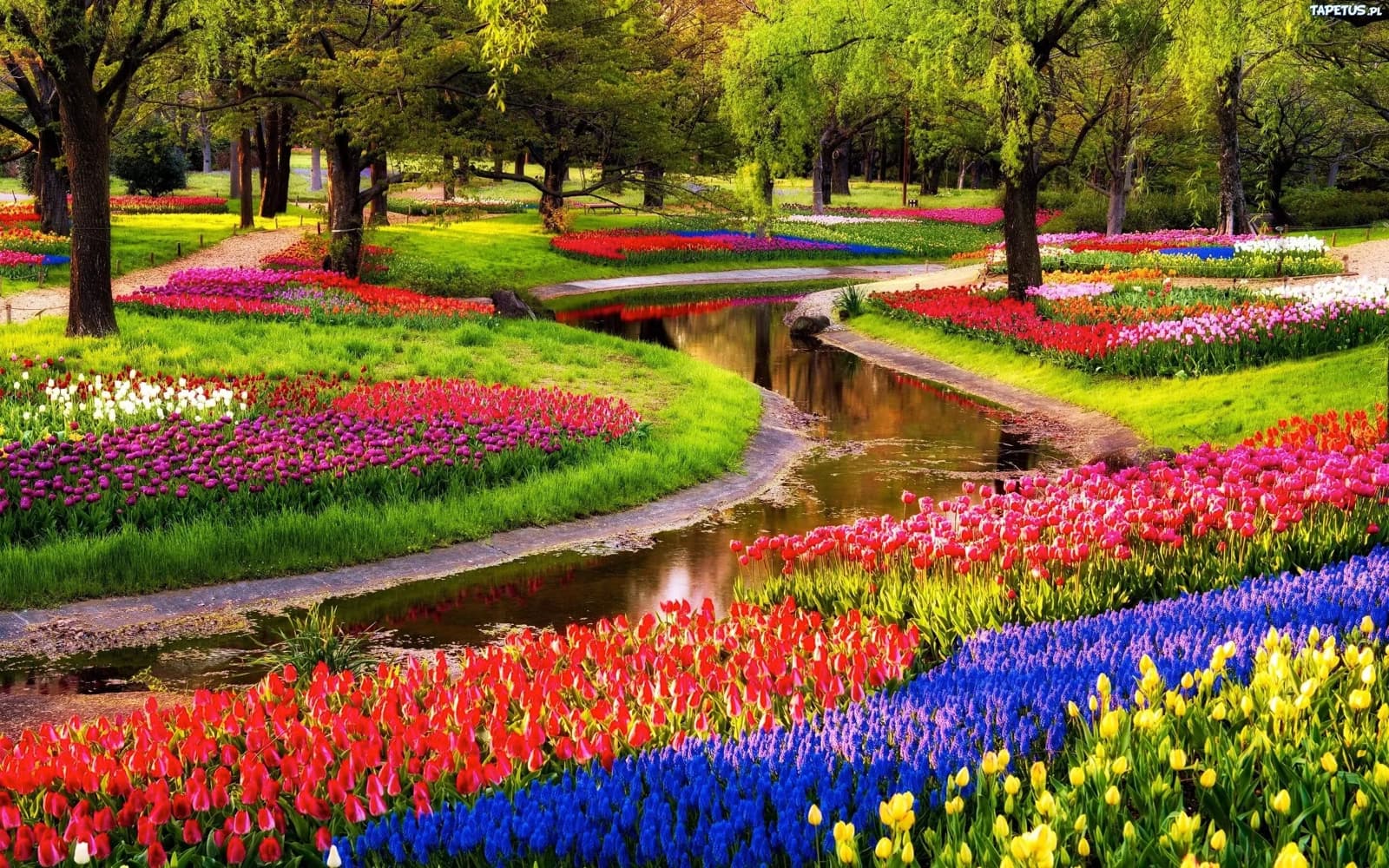 Visit tulip festivals with Tulip Tours Holland