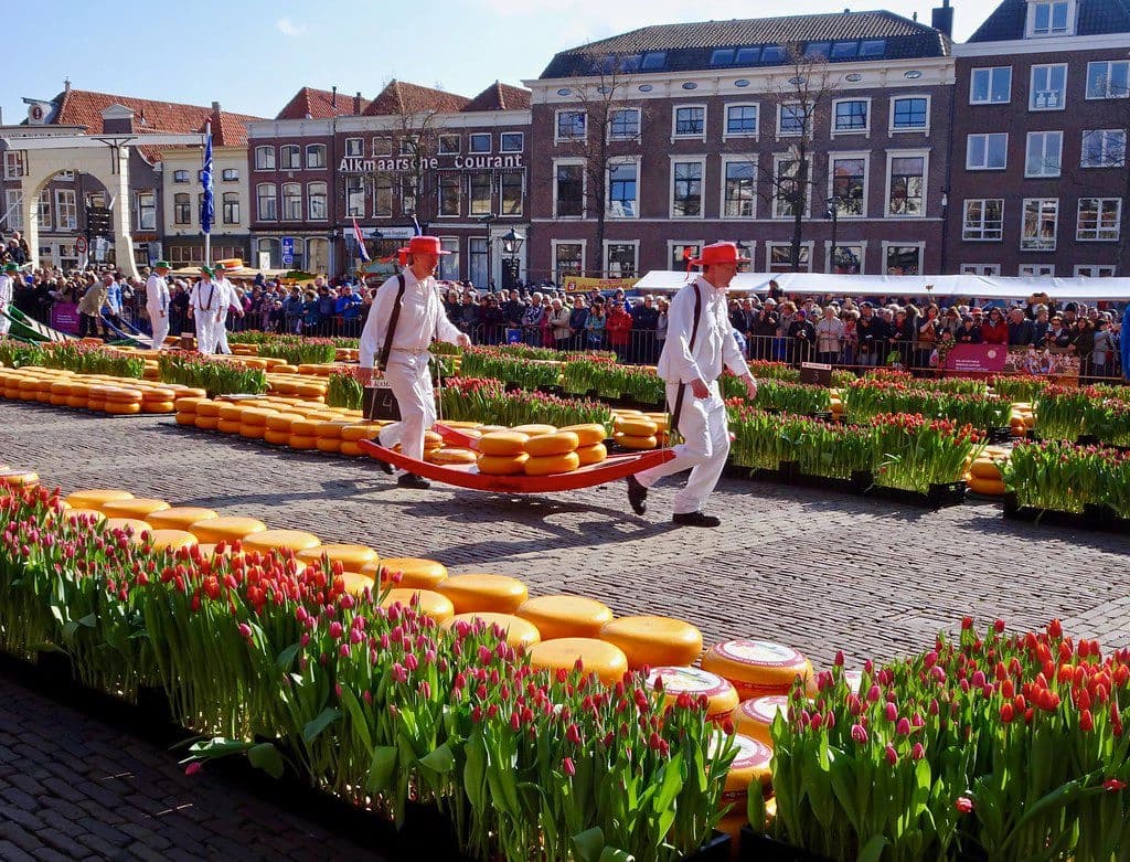 Cheese carriers in action at cheese market