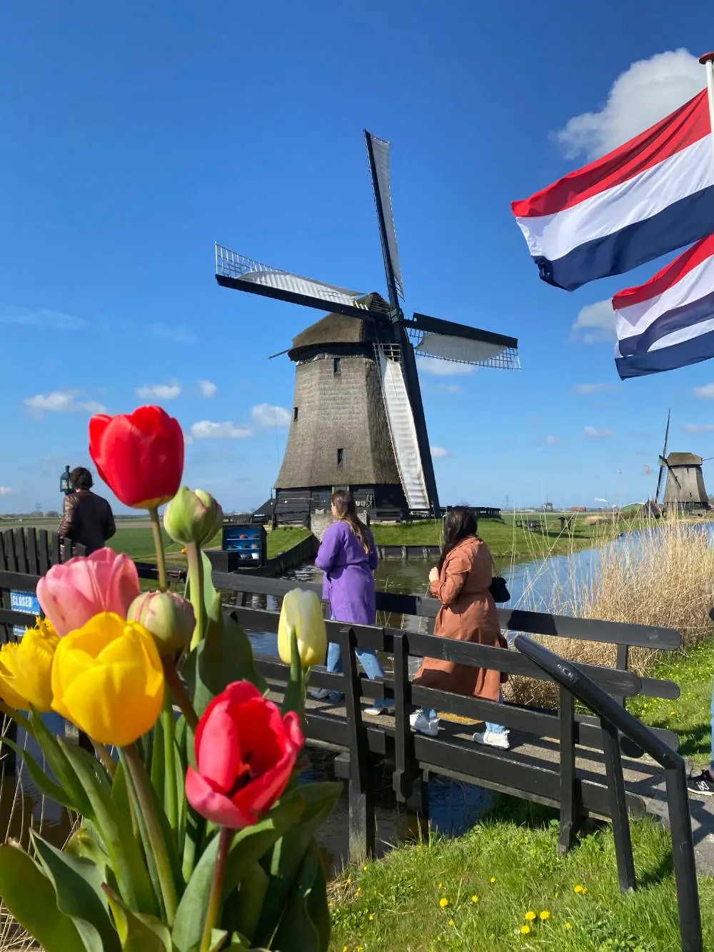 Windmill and tulips