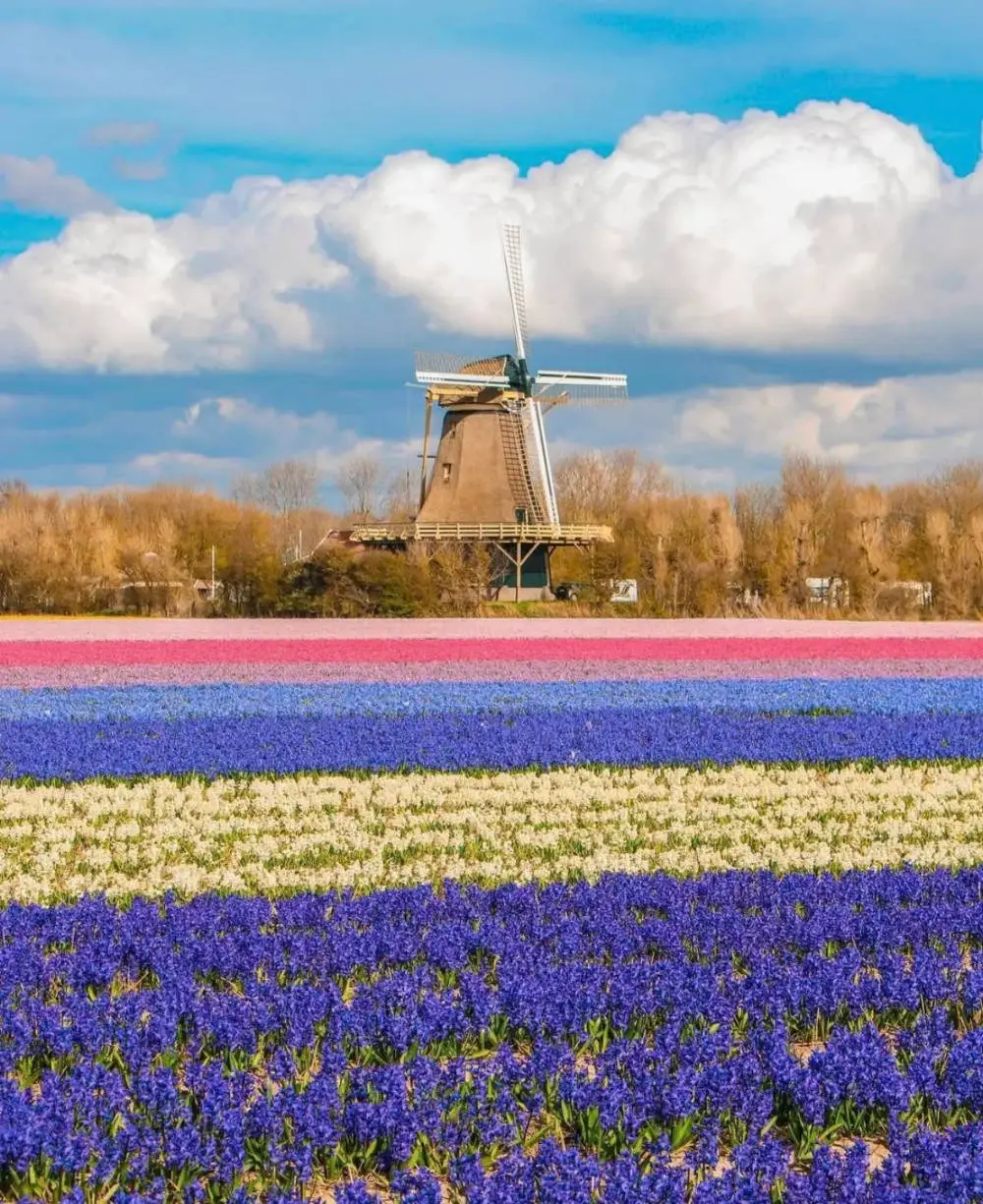 Windmill in a field of flowers