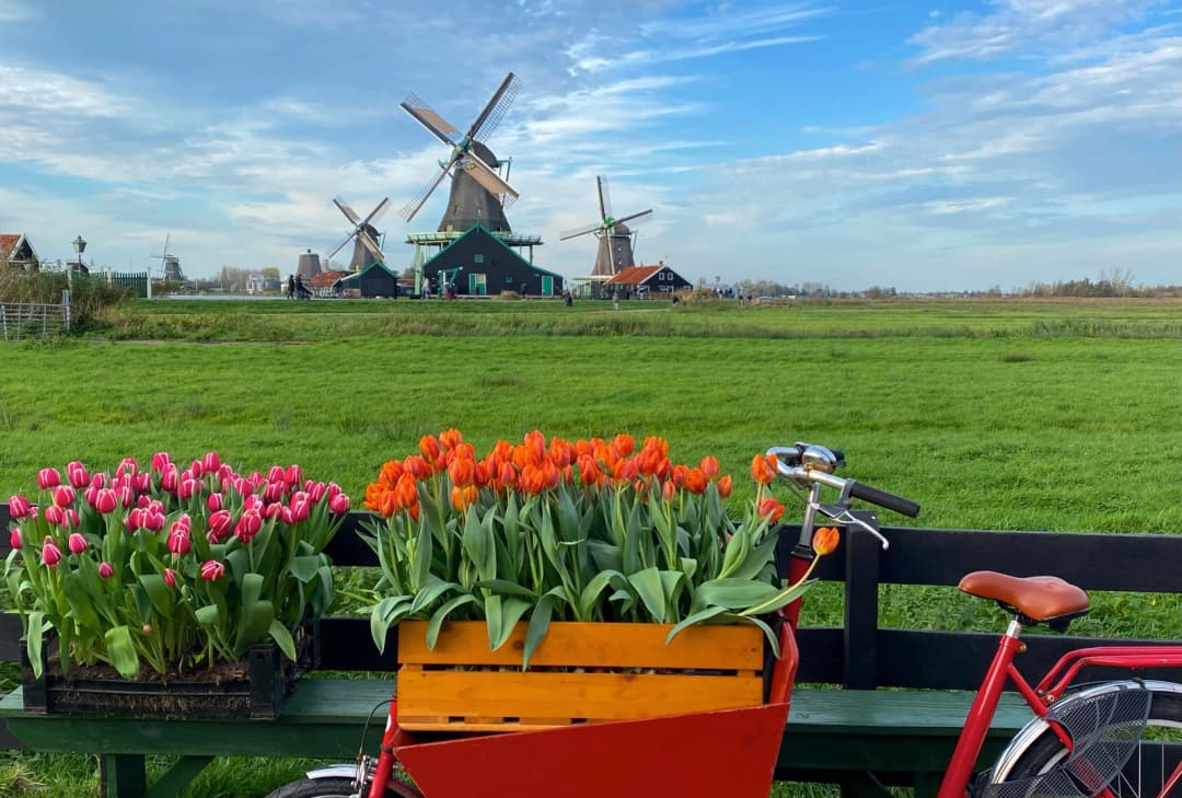 Tulips near Zaanse Schans